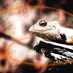 Photo Overlay Design - #PhotoOverlay #PhotoFilter #Photography #OverlayImage #iguania #FireSparkles #organism #scaled #font #animal #lizard #up #jewelry