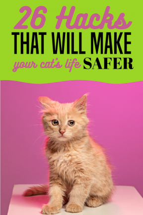 Pinterest Life Hacks Cats Pets
